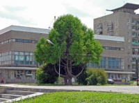 Дерево Дерево