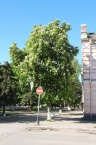 Дерево на Петровском