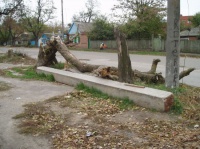 Сломанное дерево на Ленинградской