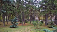 Сквер в ЦГБ Сквер в ЦГБ